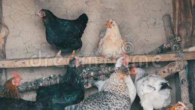 一群家养母鸡坐在鸡舍里的公鸡上。 住在乡下的谷仓里。 鸡舍。 带着母鸡